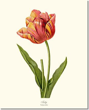 Flower Floral Print: Tulip