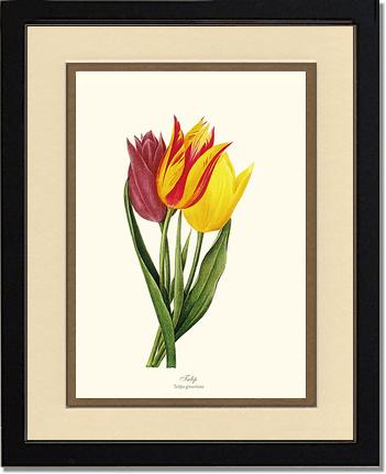 Tulips | Flower/Floral Art Print