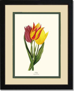 Tulips