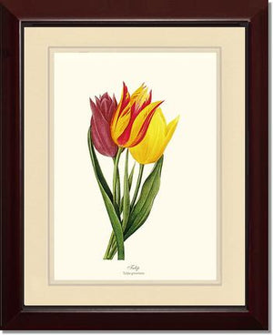 Tulips