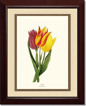 Tulips | Flower/Floral Art Print