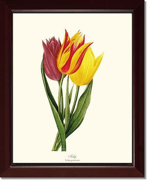 Tulips