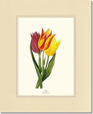Tulips