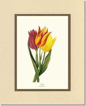 Tulips