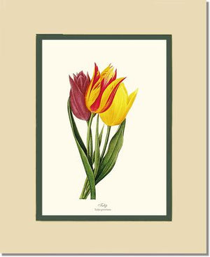Tulips