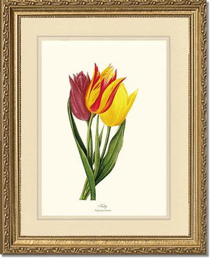 Tulips