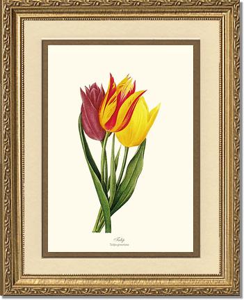 Tulips | Flower/Floral Art Print