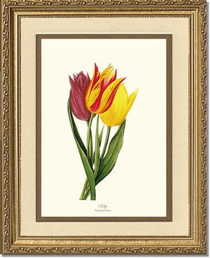 Tulips