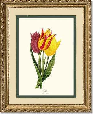 Tulips