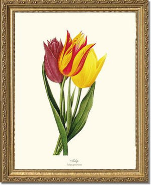 Tulips