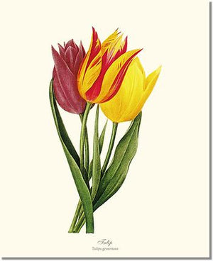 Flower Flower Print: Tulips