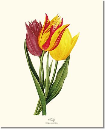 Tulips