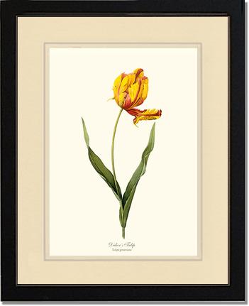 Tulip, Didier's | Flower/Floral Art Print