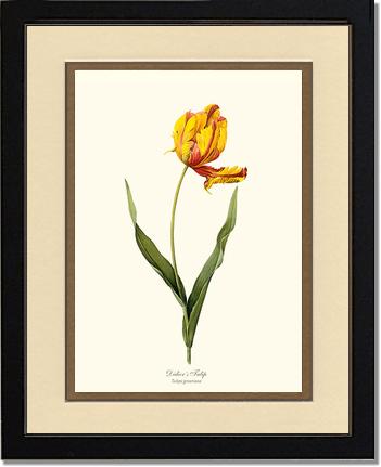 Tulip, Didier's | Flower/Floral Art Print