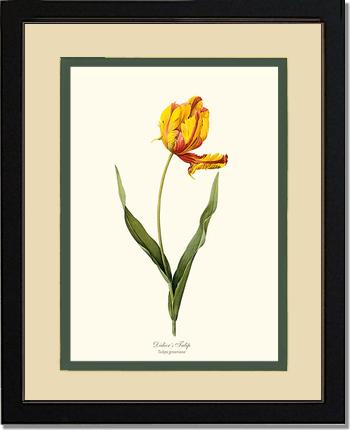 Tulip, Didier's | Flower/Floral Art Print