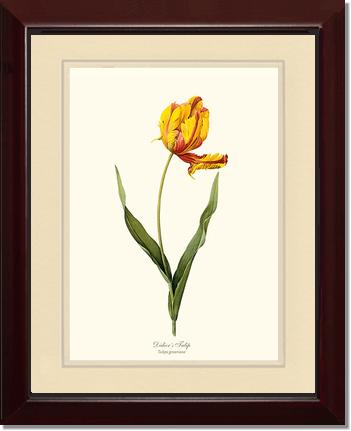 Tulip, Didier's | Flower/Floral Art Print