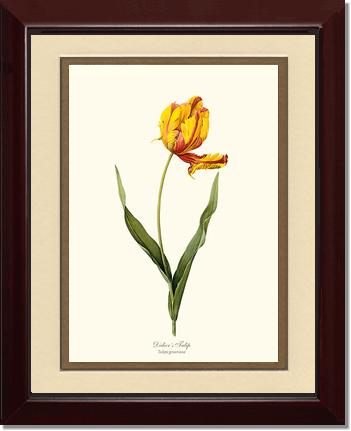 Tulip, Didier's | Flower/Floral Art Print