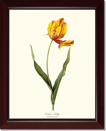 Tulip, Didier's | Flower/Floral Art Print