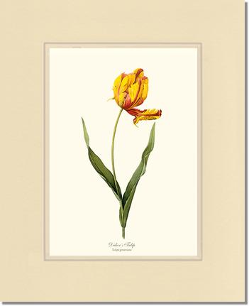 Tulip, Didier's | Flower/Floral Art Print