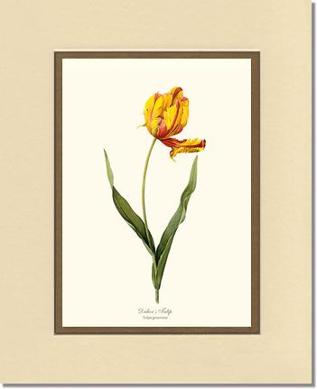 Tulip, Didier's | Flower/Floral Art Print