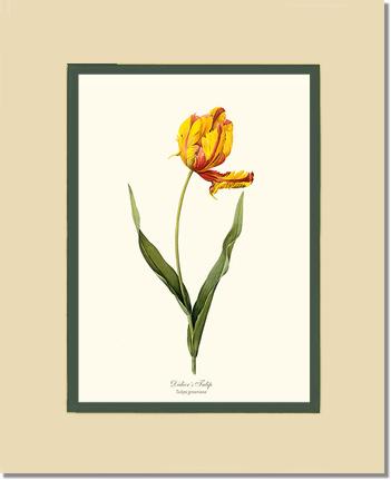 Tulip, Didier's | Flower/Floral Art Print