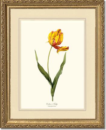 Tulip, Didier's | Flower/Floral Art Print