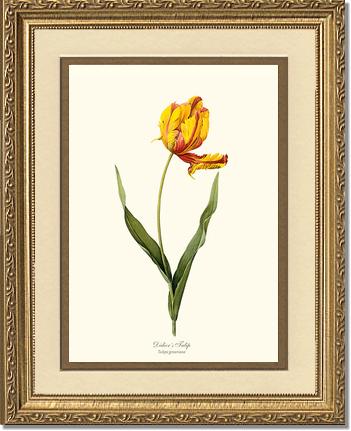 Tulip, Didier's | Flower/Floral Art Print