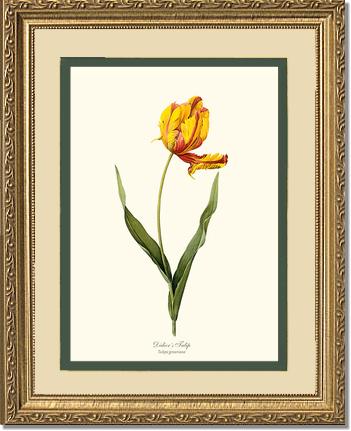 Tulip, Didier's | Flower/Floral Art Print