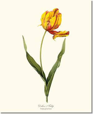 Flower Floral Print: Tulip, Didier's