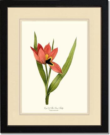 Tulip, Eye-of-the-sun | Flower/Floral Art Print