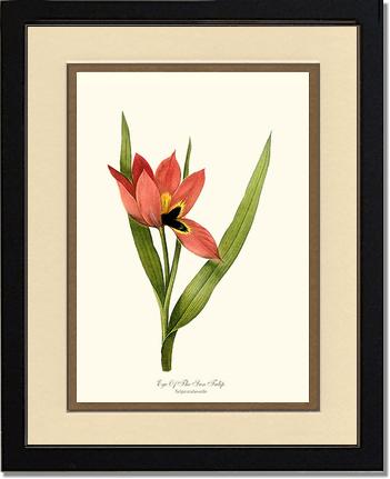 Tulip, Eye-of-the-sun | Flower/Floral Art Print