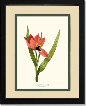 Tulip, Eye-of-the-sun | Flower/Floral Art Print