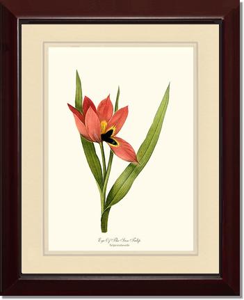 Tulip, Eye-of-the-sun | Flower/Floral Art Print