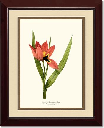 Tulip, Eye-of-the-sun | Flower/Floral Art Print