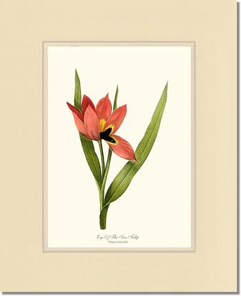 Tulip, Eye-of-the-sun | Flower/Floral Art Print