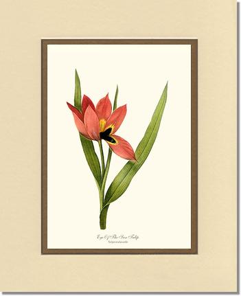 Tulip, Eye-of-the-sun | Flower/Floral Art Print