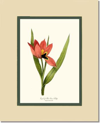 Tulip, Eye-of-the-sun | Flower/Floral Art Print