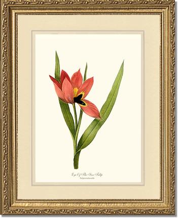 Tulip, Eye-of-the-sun | Flower/Floral Art Print