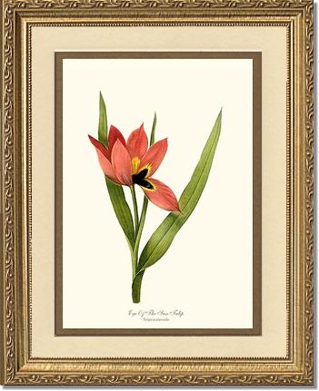 Tulip, Eye-of-the-sun | Flower/Floral Art Print