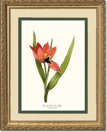 Tulip, Eye-of-the-sun | Flower/Floral Art Print