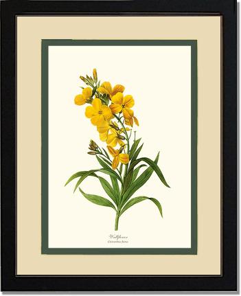 Wallflower | Flower/Floral Art Print