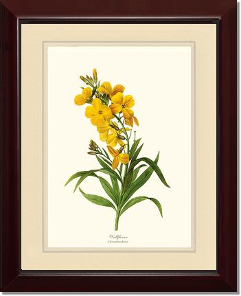 Wallflower | Flower/Floral Art Print