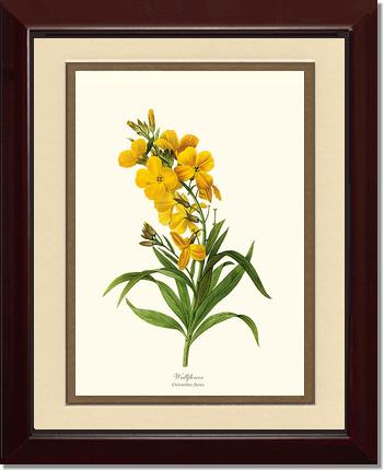 Wallflower | Flower/Floral Art Print