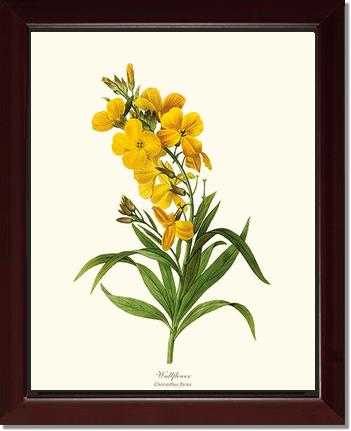 Wallflower | Flower/Floral Art Print