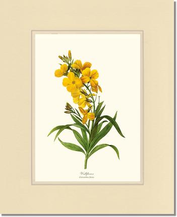 Wallflower | Flower/Floral Art Print