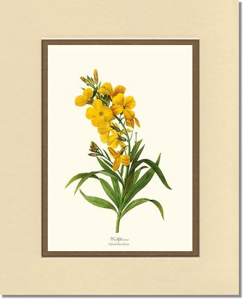 Wallflower | Flower/Floral Art Print