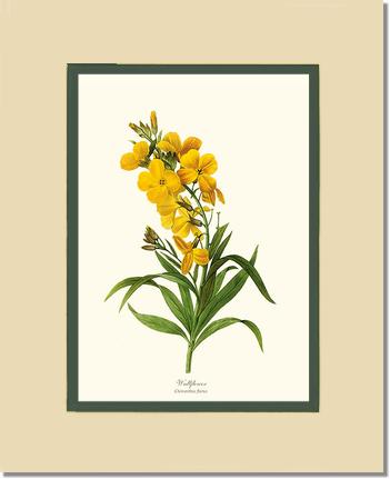 Wallflower | Flower/Floral Art Print
