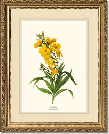 Wallflower | Flower/Floral Art Print