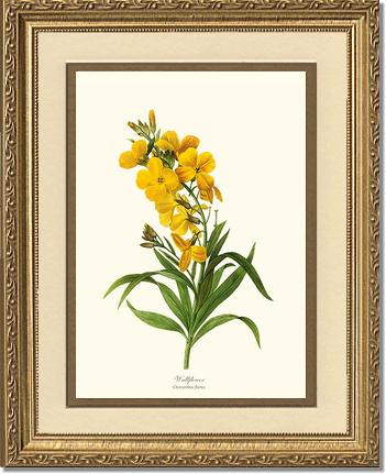 Wallflower | Flower/Floral Art Print