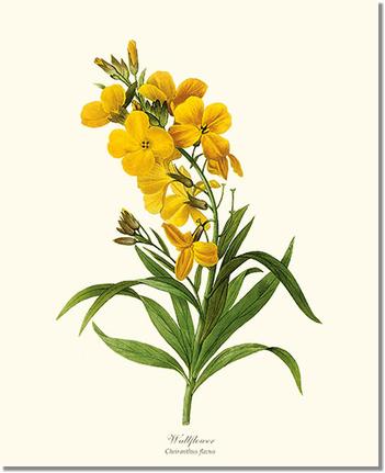 Wallflower | Flower/Floral Art Print